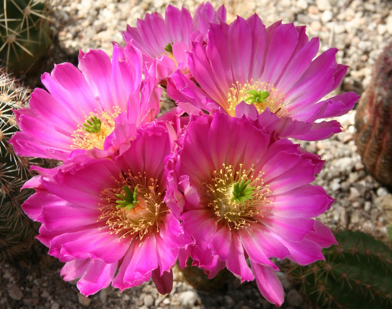 Echinocereus floresii