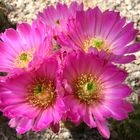 Echinocereus floresii