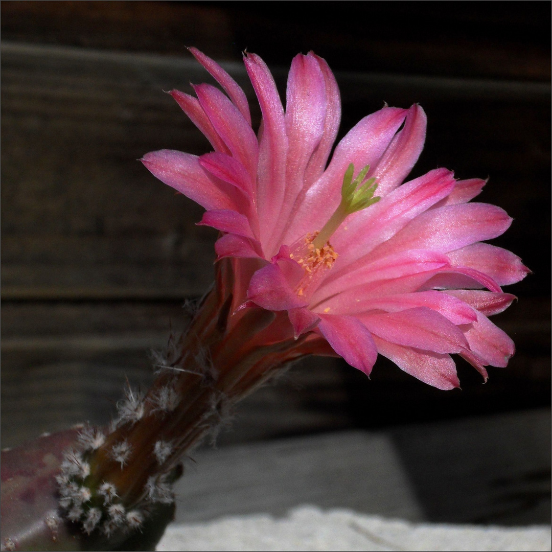 Echinocereus gentry