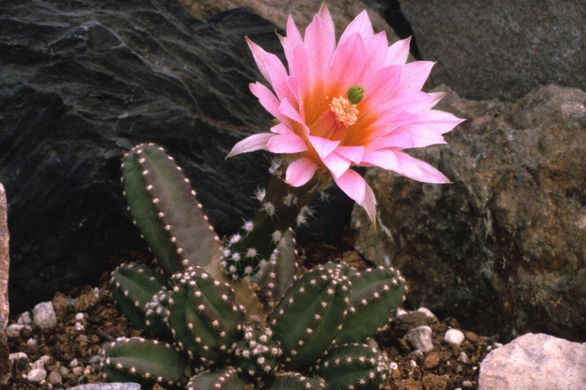 Echinocereus gentryi !