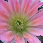 Echinocereus hybride BS 1074