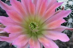 Echinocereus hybride BS 1074