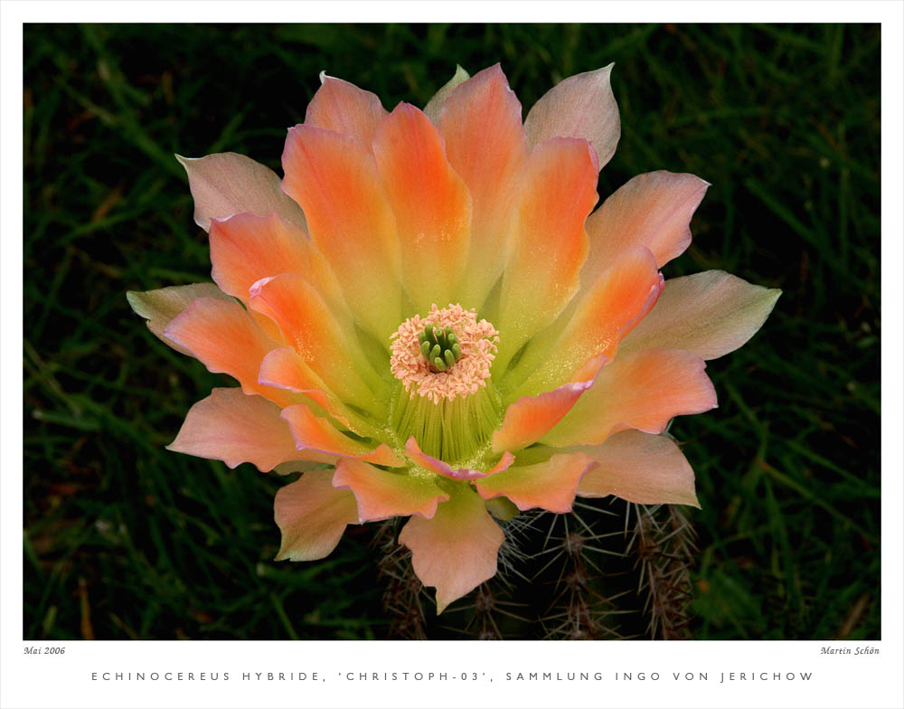 Echinocereus Hybride 'Christoph-03'