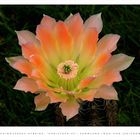 Echinocereus Hybride 'Christoph-03'