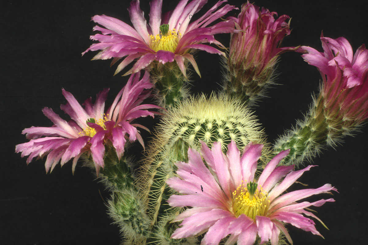 Echinocereus in Blüte !