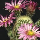 Echinocereus in Blüte !