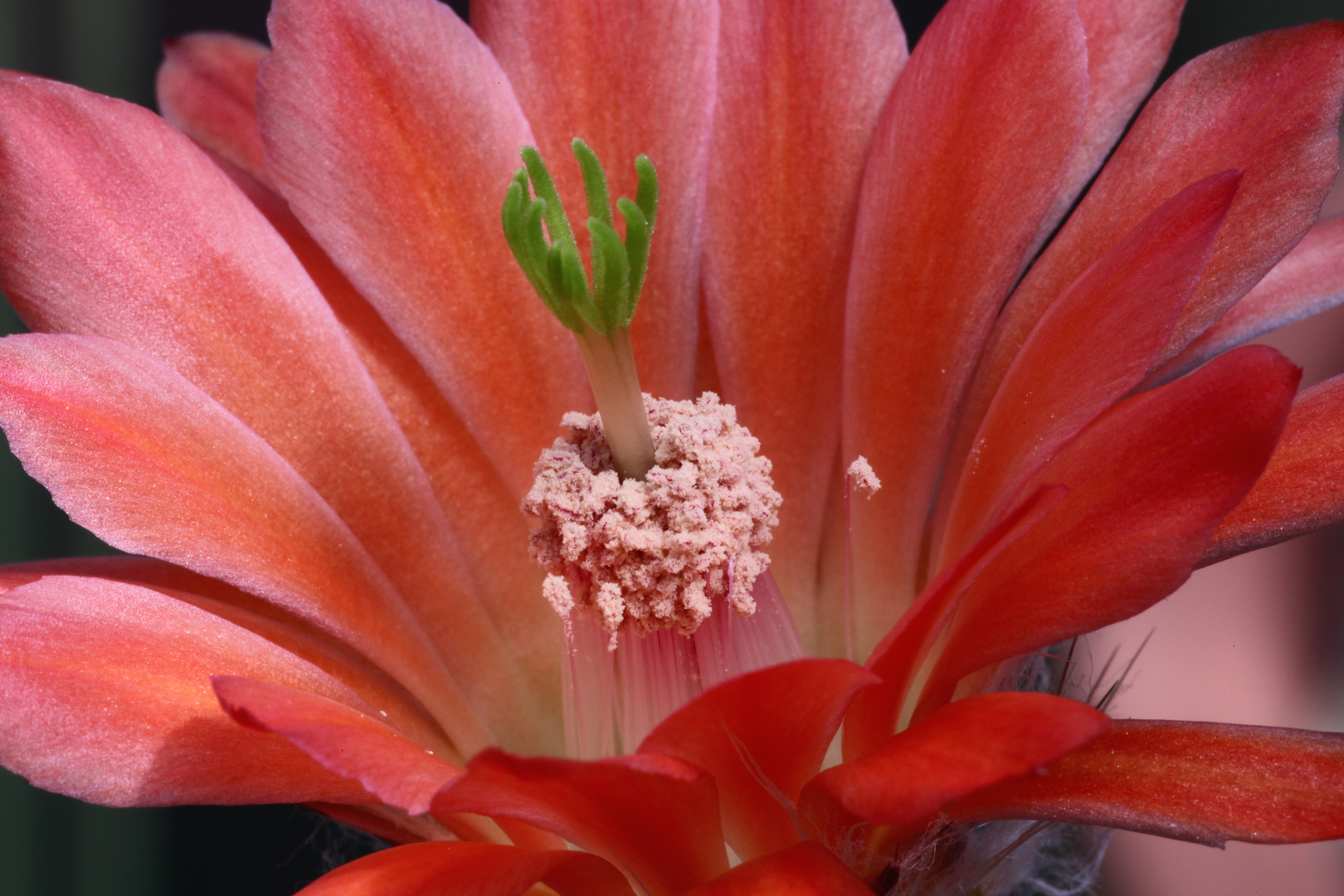 Echinocereus lau