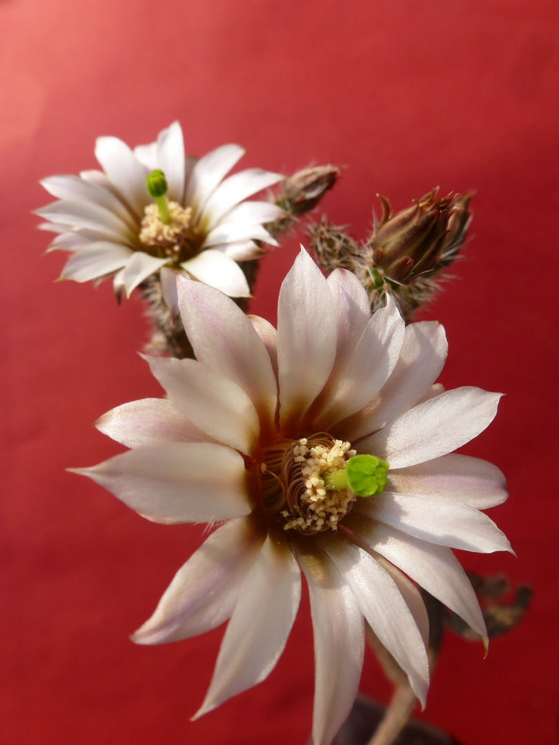 Echinocereus leucanthus