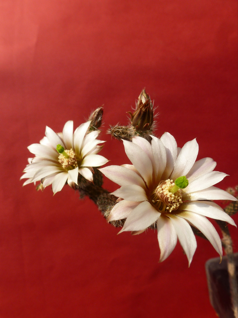 Echinocereus leucanthus II