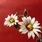 Echinocereus leucanthus II