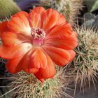 Echinocereus mit Blüte