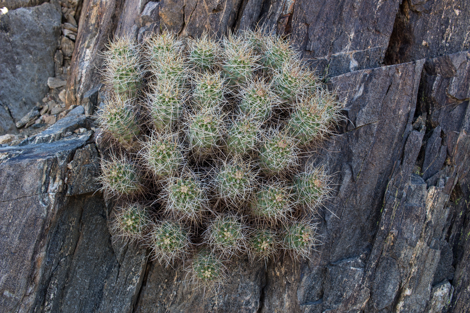 Echinocereus mojavensis