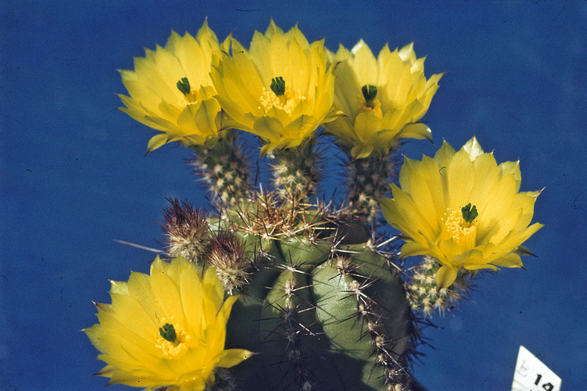 Echinocereus ochoterenae.