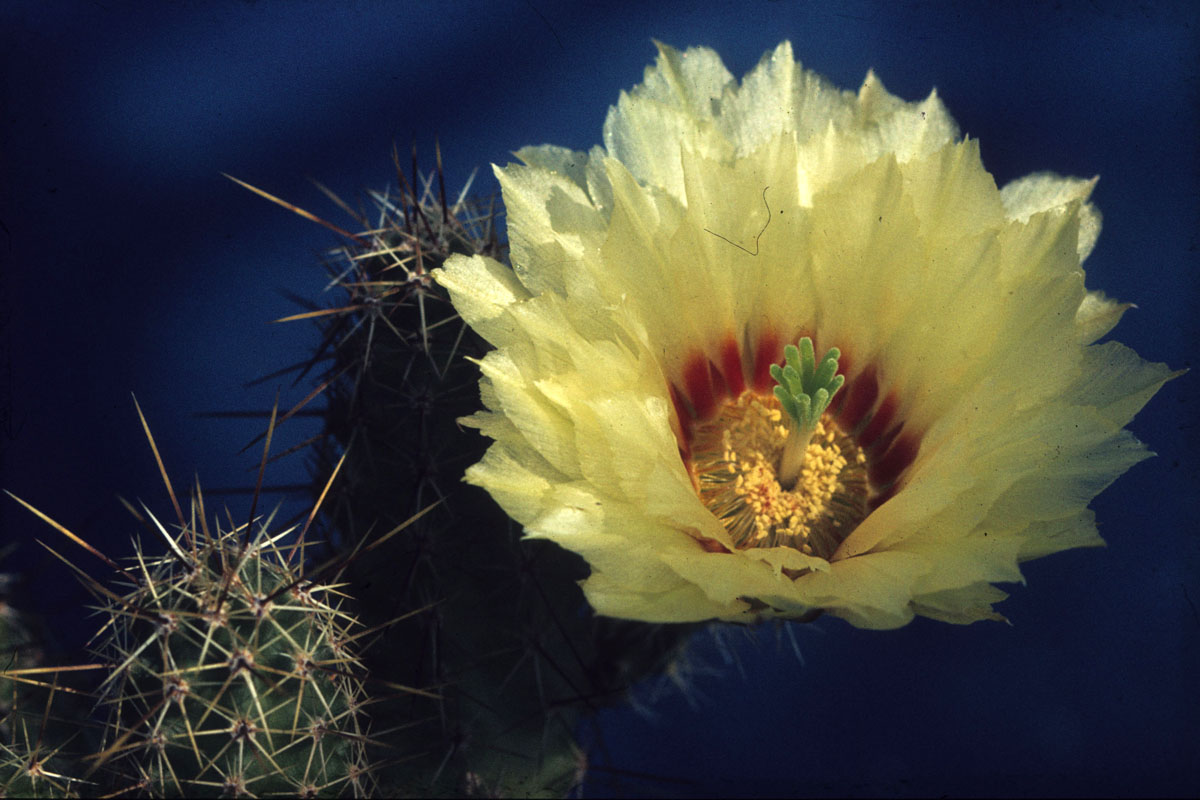 Echinocereus papillosus.