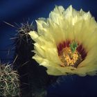 Echinocereus papillosus.