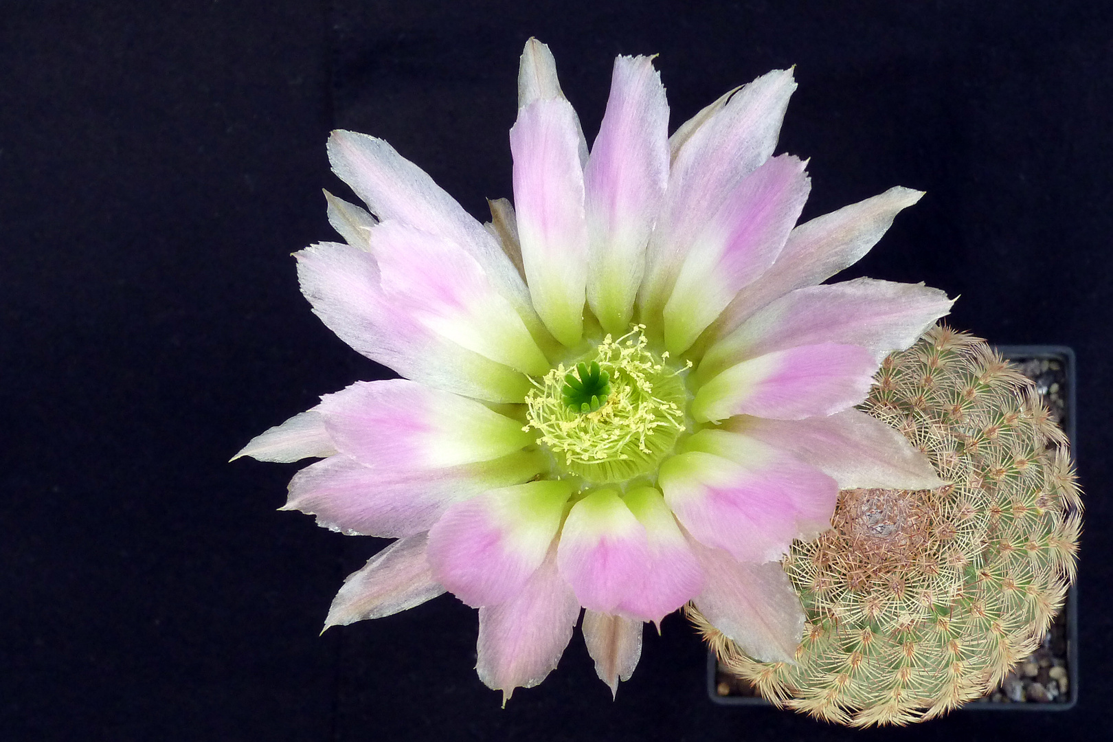 Echinocereus pectinatus - 1