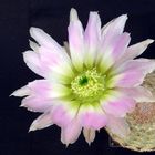 Echinocereus pectinatus - 1