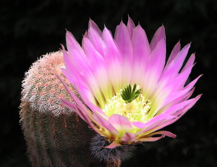 Echinocereus pectinatus