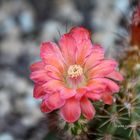 Echinocereus polycanthus