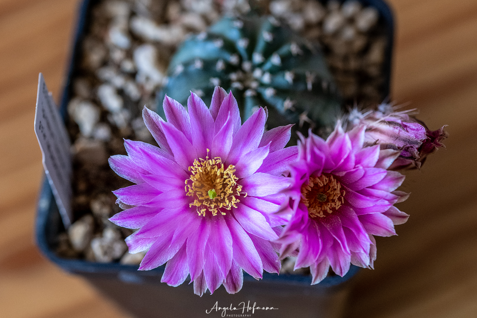 Echinocereus pulchellus