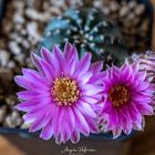 Echinocereus pulchellus