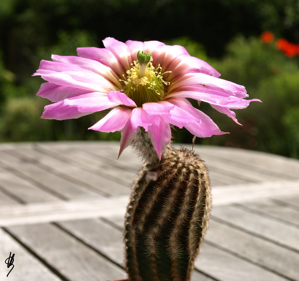 Echinocereus reichenbachii ssp. caespitosus