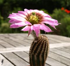 Echinocereus reichenbachii ssp. caespitosus