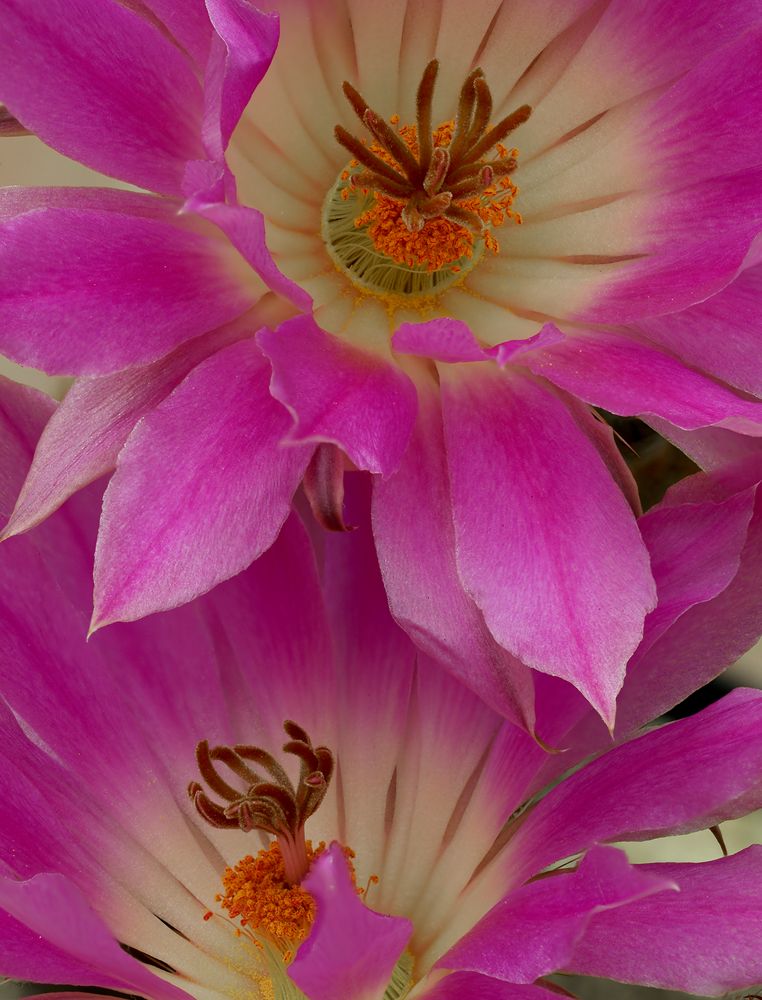 Echinocereus rigidissimus