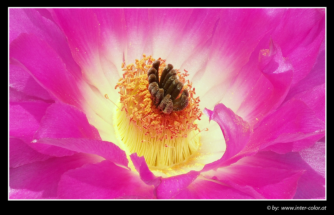 Echinocereus rigidissimus var. rubispinus Blüte