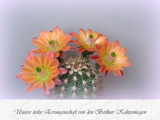 Echinocereus roetteri