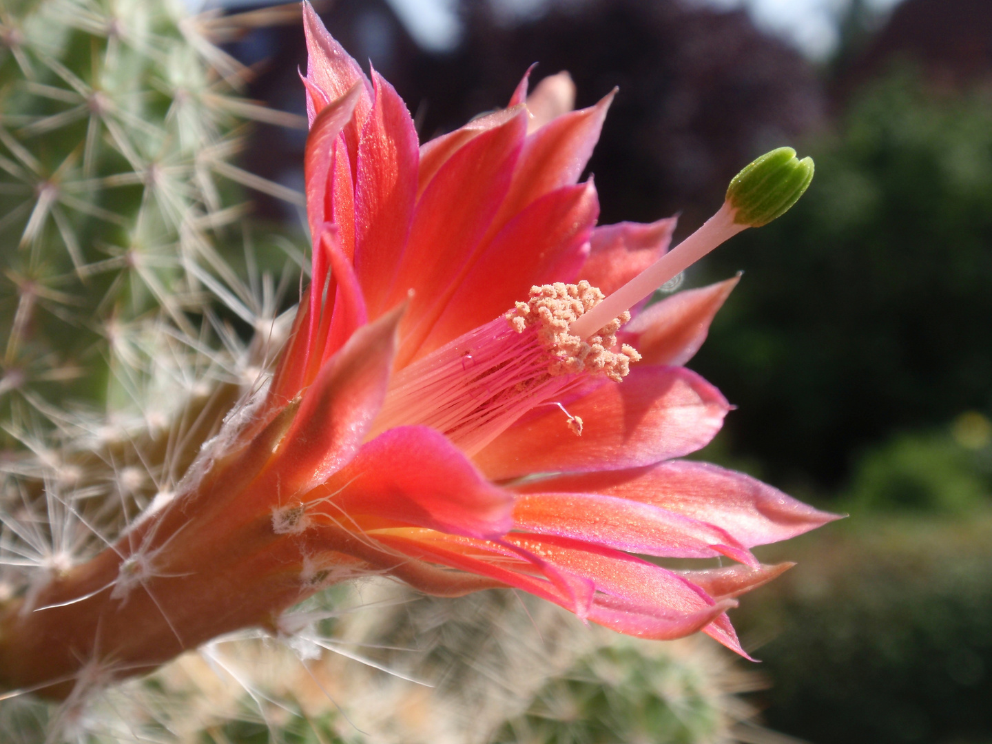 Echinocereus sanpedroensis - Auch ein Schmuckstück in unserer Kakteensammlung