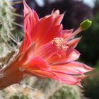 Echinocereus sanpedroensis - Auch ein Schmuckstück in unserer Kakteensammlung