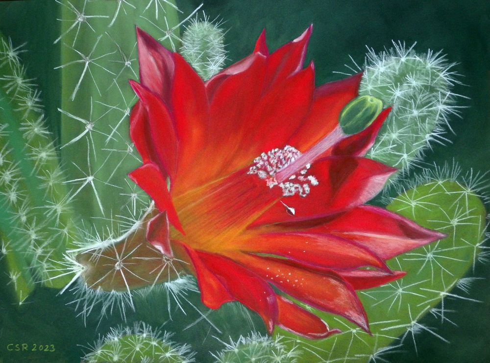 Echinocereus sanpedroensis - mit Pastellkreide gemalt