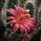 Echinocereus sanpedroensis - zweite Blüte im Jahr 2020