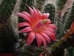 Echinocereus sanpedroensis - zweite Blüte im Jahr 2020