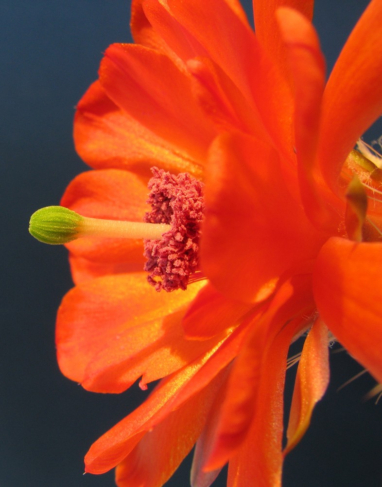 Echinocereus scheeri (Salm-Dyck) Scheer