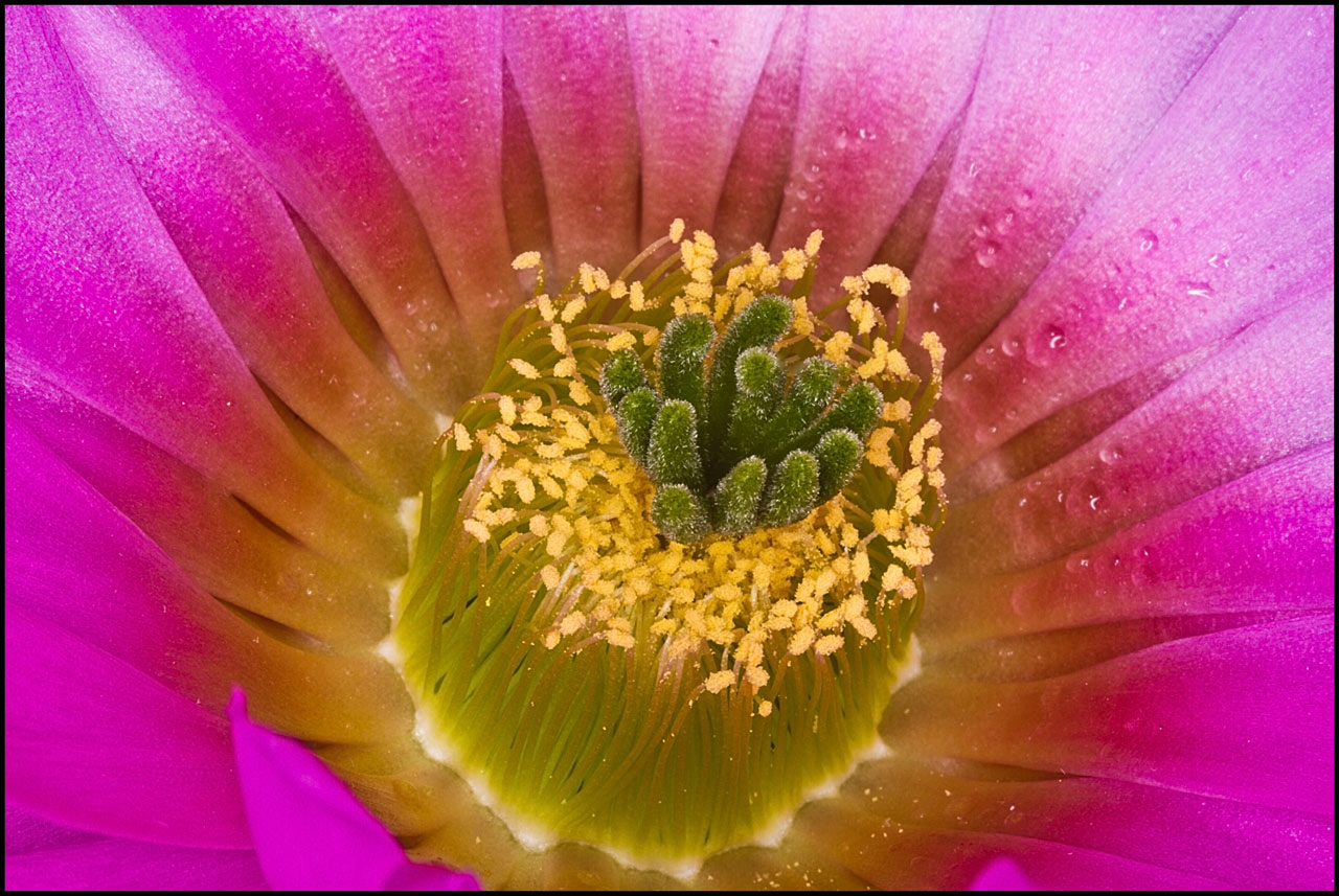 Echinocereus sciurus in Blüte