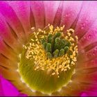 Echinocereus sciurus in Blüte