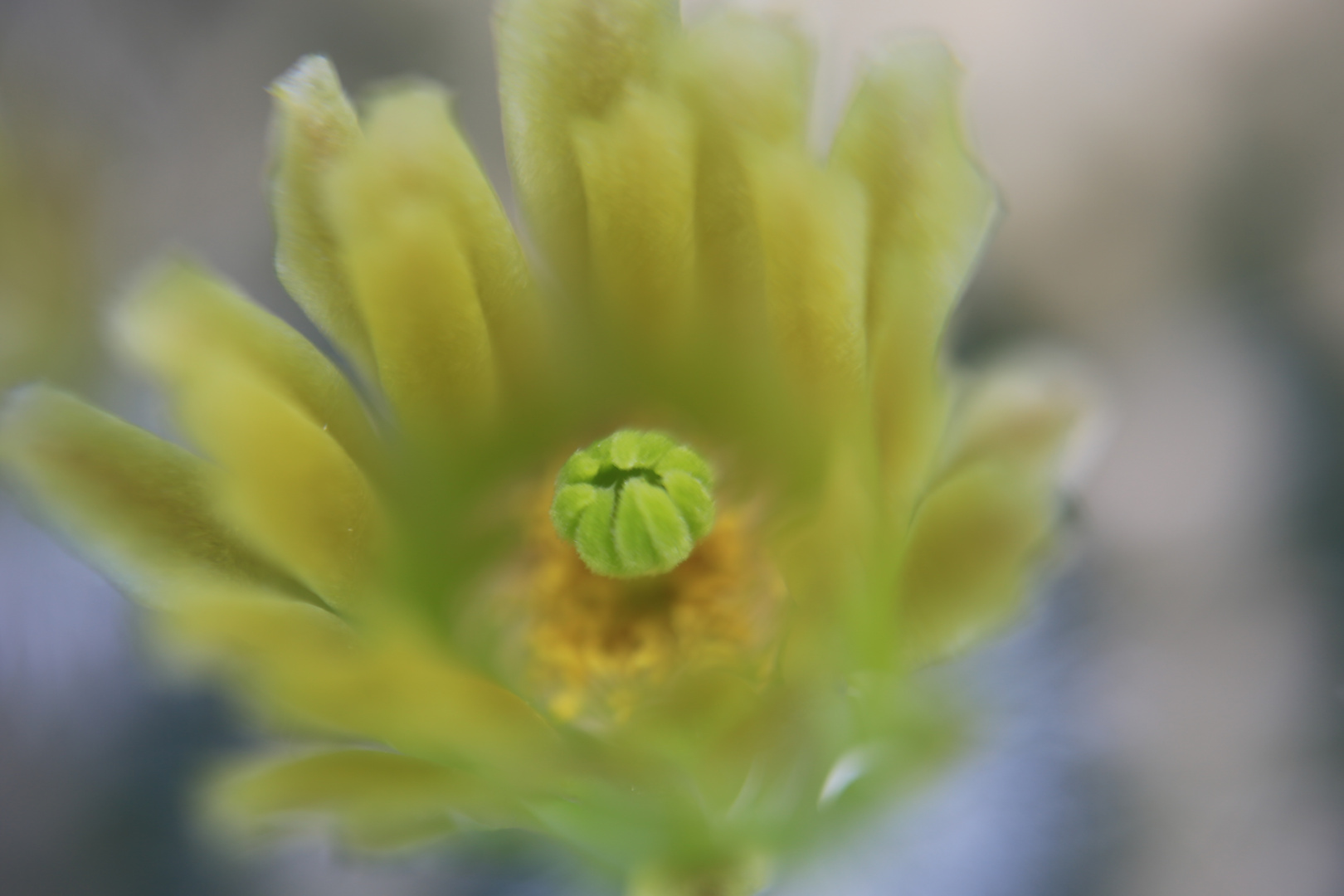 Echinocereus stolonifer ssp.tayopensis