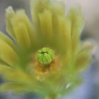 Echinocereus stolonifer ssp.tayopensis