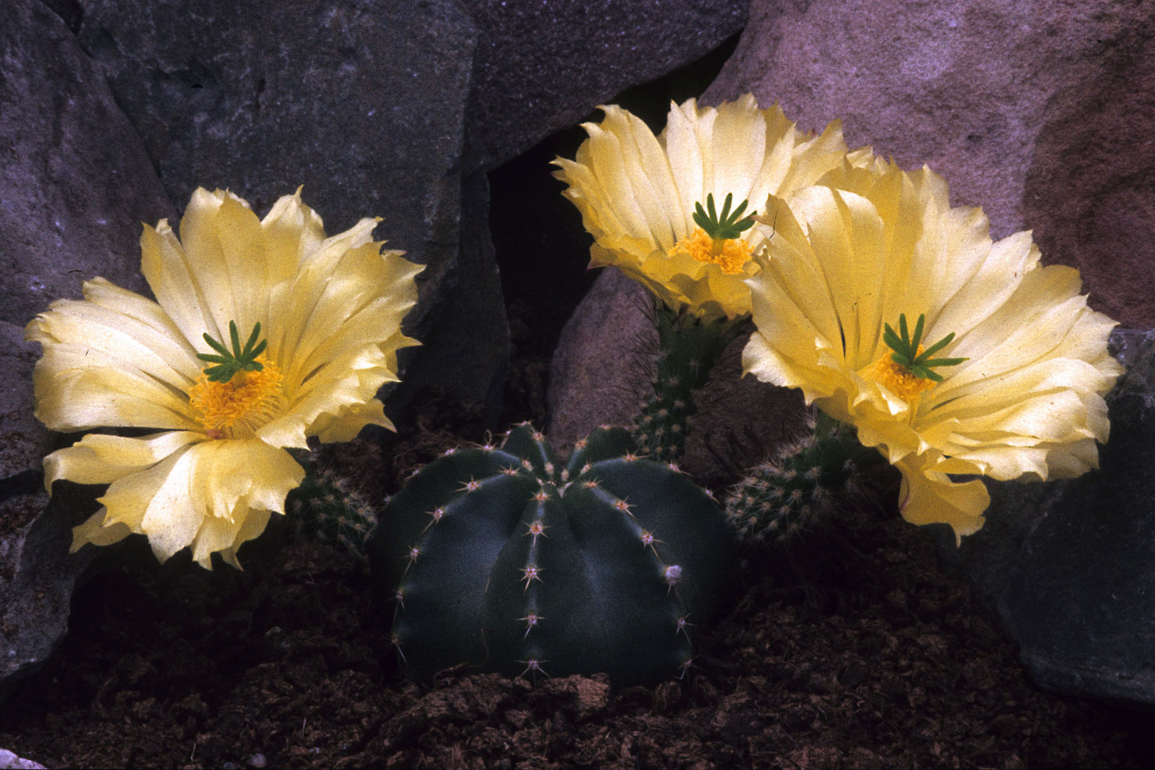 Echinocereus subinermis var. luteos.