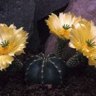 Echinocereus subinermis var. luteos.