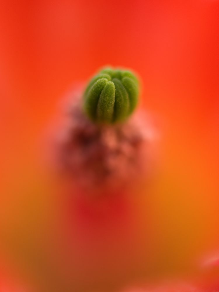 Echinocereus triglochidiatus