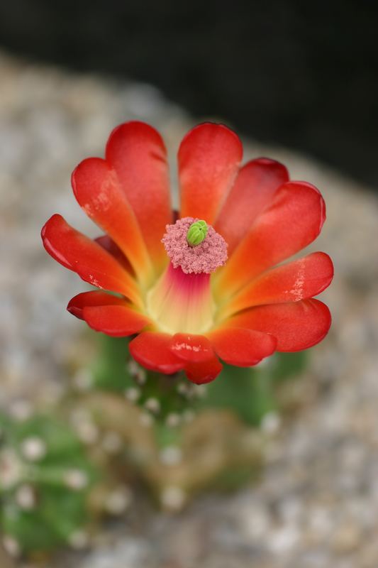 Echinocereus triglochidiatus inermis