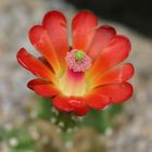 Echinocereus triglochidiatus inermis