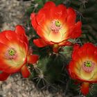 Echinocereus triglochidiatus paucispinus