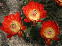 Echinocereus triglochidiatus paucispinus