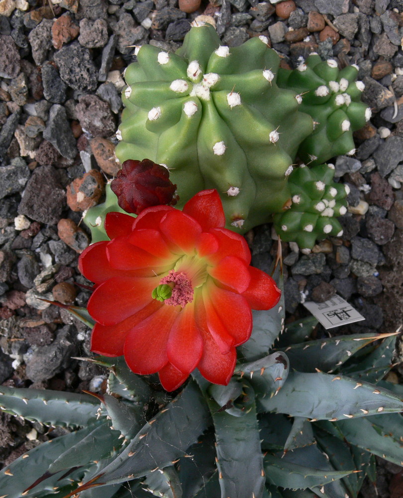 Echinocereus triglochidiatus v.inermis