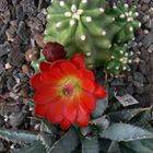 Echinocereus triglochidiatus v.inermis