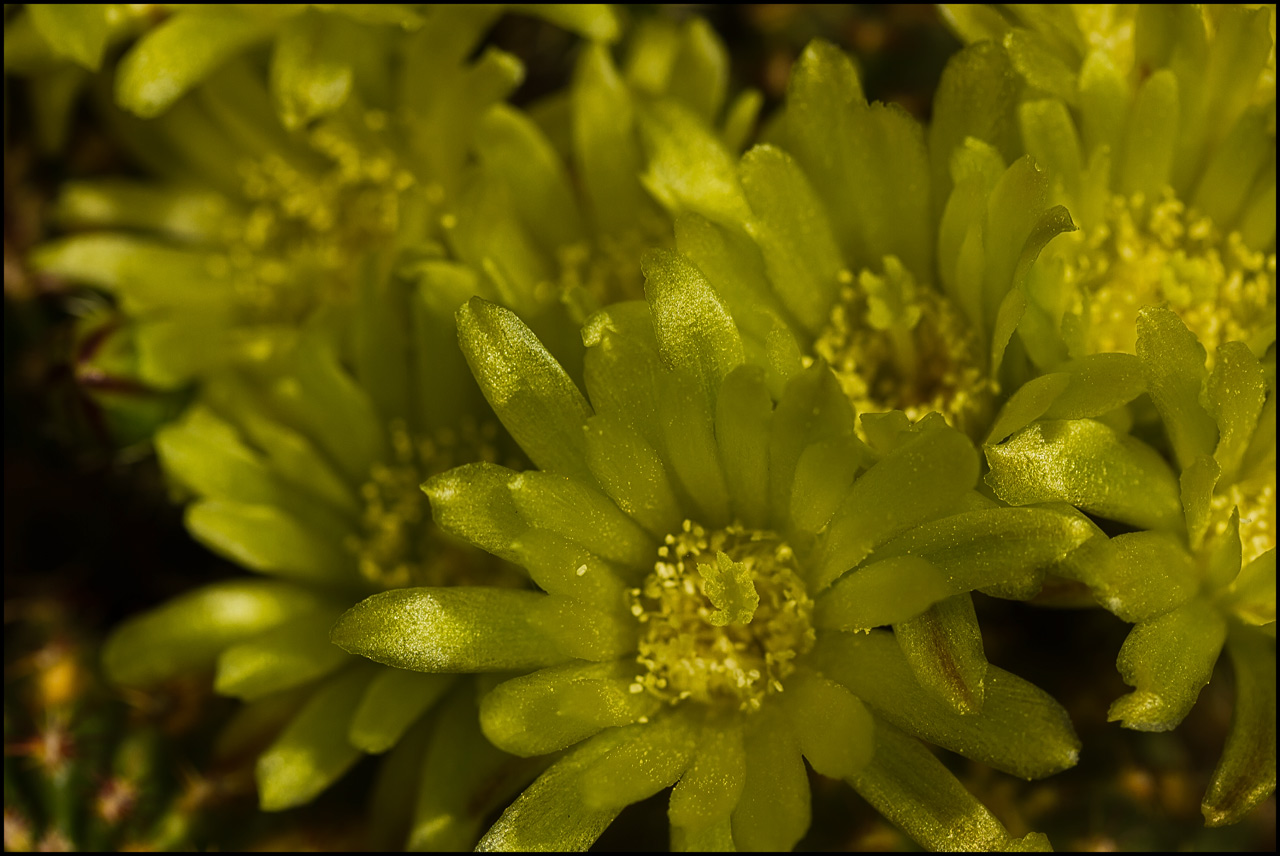 Echinocereus viridiflorus